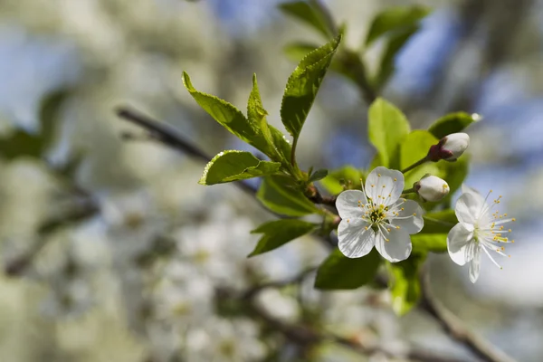 Fiori di ciliegio bianchi, sole, Macro — Foto Stock