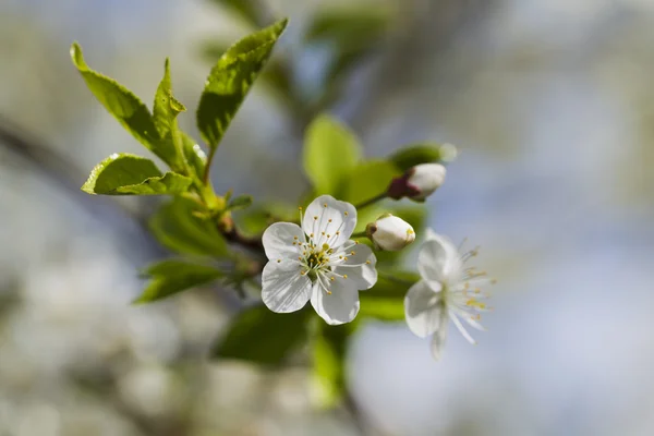 Fiori di ciliegio bianchi, sole, Macro — Foto Stock