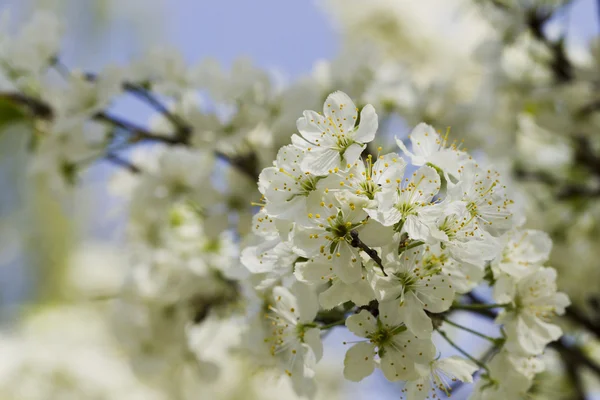 Kwitnące śliwki nasłonecznione — Zdjęcie stockowe