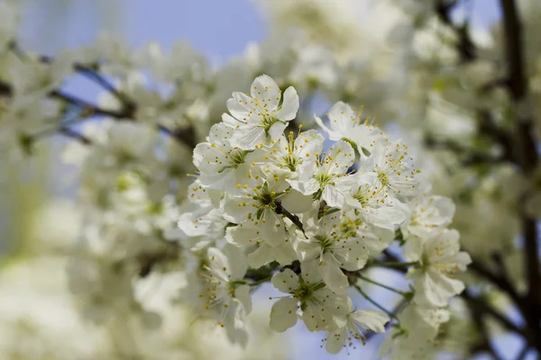 Blooming plum sunlit — Stock Photo, Image