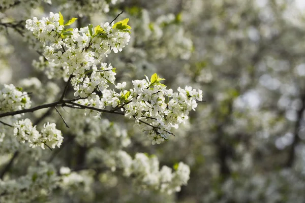 Blooming plum sunlit — Stock Photo, Image