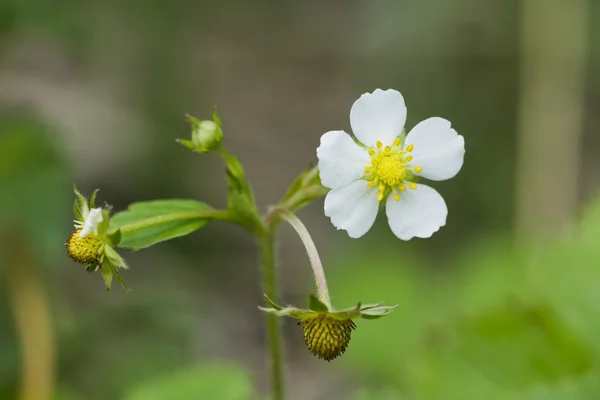 Las flores de fresas silvestres —  Fotos de Stock