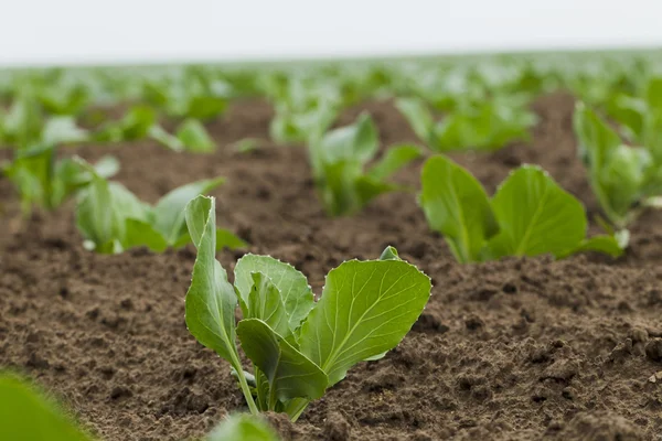 Campo piantato con cavolo — Foto Stock