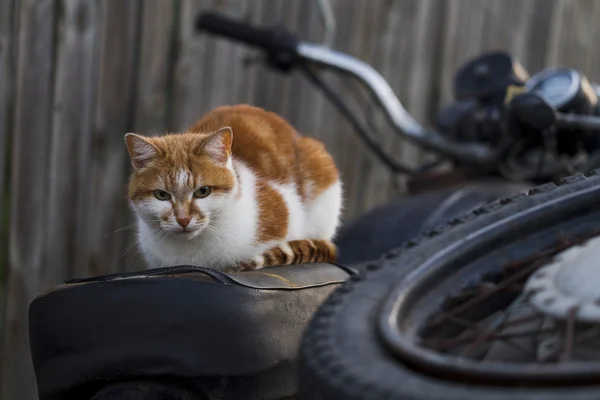 Красная кошка сидит на старом велосипеде — стоковое фото
