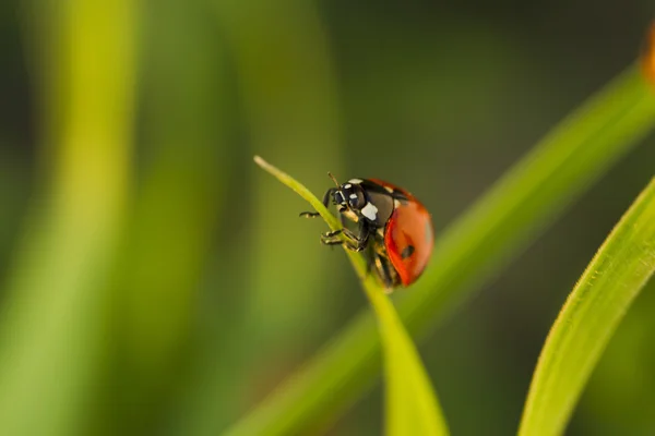 Beetles ladybug in green grass — Stock Photo, Image