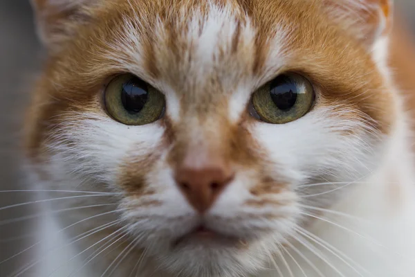 Rote Katze, Augen — Stockfoto