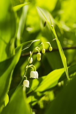 Orman lily vadi doğal aydınlık