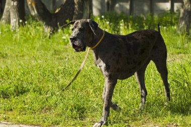 Köpek doğurmak Alman köpeği yürüyüşe
