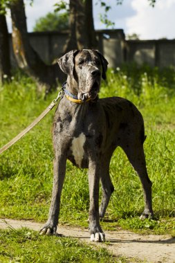 Köpek doğurmak Alman köpeği yürüyüşe