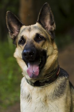 Alsatian köpek yürüyüş