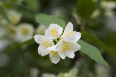 Beyaz Yasemin çiçekleri
