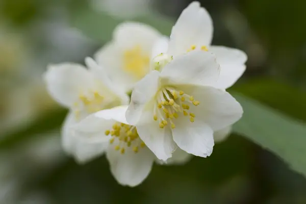 Weiße Jasminblüten — Stockfoto