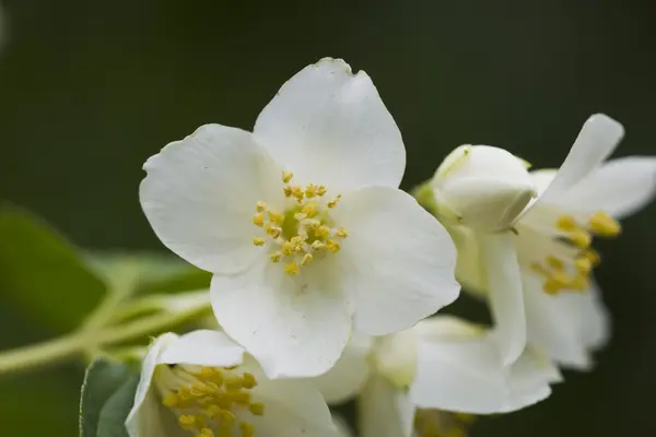 Flores de jazmín blanco —  Fotos de Stock
