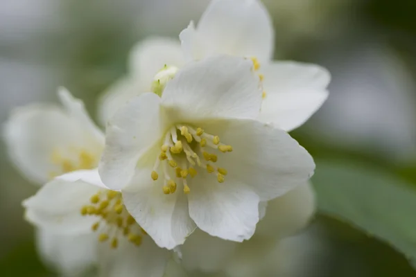 White jasmine flowers — Stock Photo, Image