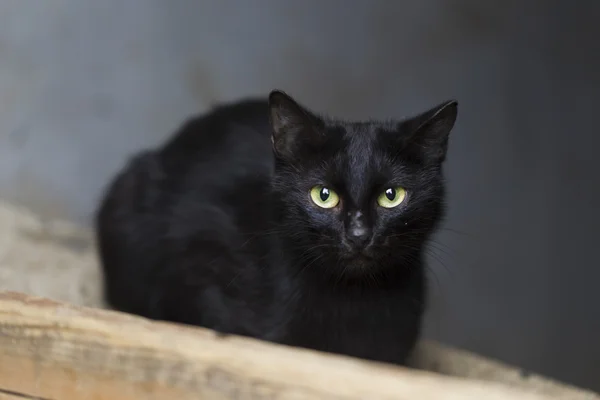 Streunende Katze im städtischen Umfeld — Stockfoto