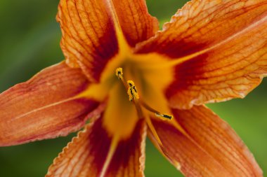 Turuncu lily çiçek