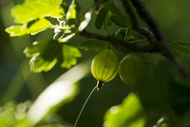 Çilek ile Bektaşi Şubesi