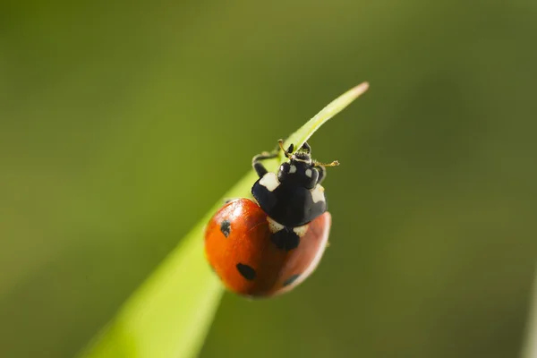 緑の草にカブトムシてんとう虫 — ストック写真