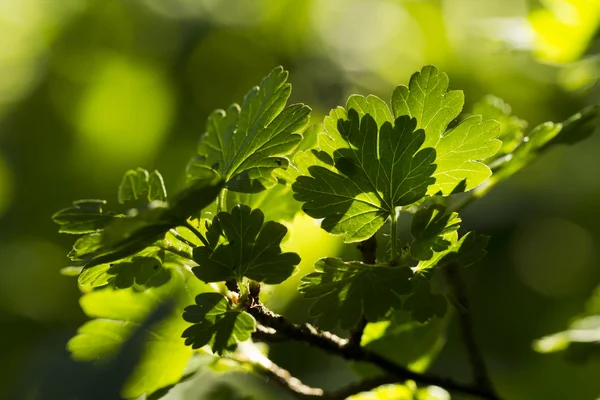 Branch of gooseberries with berries