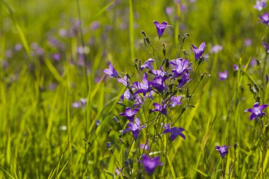 Çim zemin üzerine çiçekler papatya