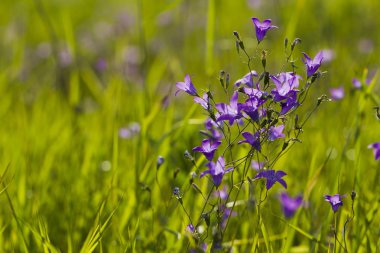 Çim zemin üzerine çiçekler papatya