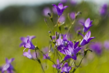 Çim zemin üzerine çiçekler papatya