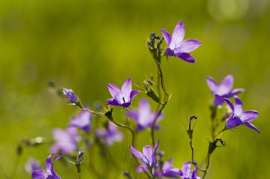 Çim zemin üzerine çiçekler papatya