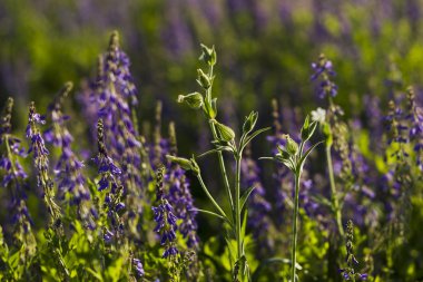 Kır çiçeği Silene dioica (Melandrium dioicum) beyaz