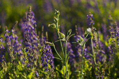 Kır çiçeği Silene dioica (Melandrium dioicum) beyaz