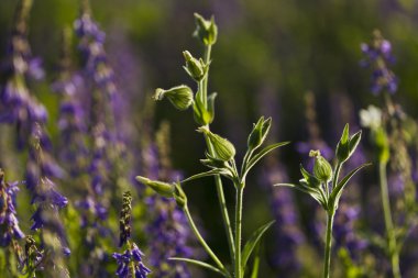 Kır çiçeği Silene dioica (Melandrium dioicum) beyaz