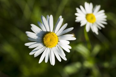 Çim zemin üzerine çiçekler papatya