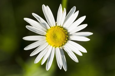 Çim zemin üzerine çiçekler papatya