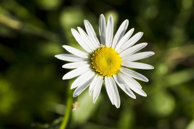 Çim zemin üzerine çiçekler papatya