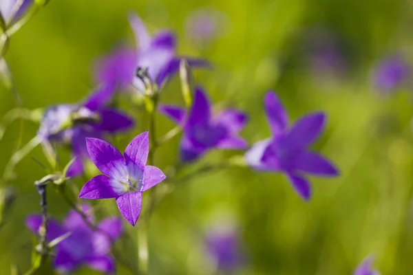 Manzanilla de flores silvestres sobre un fondo de hierba — Foto de Stock