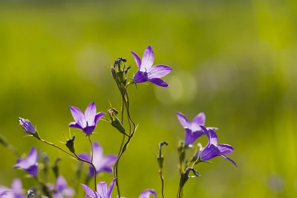 野生の花草の背景にカモミール — ストック写真
