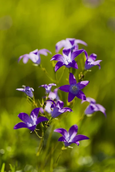 Manzanilla de flores silvestres sobre un fondo de hierba — Foto de Stock