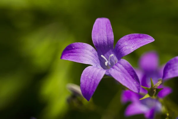 Camomila de flores silvestres em um contexto de grama — Fotografia de Stock