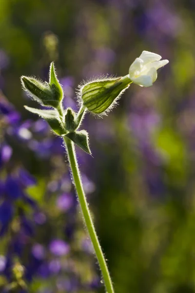 Flor silvestre Silene dioica (Melandrium dioicum) Blanco — Foto de Stock