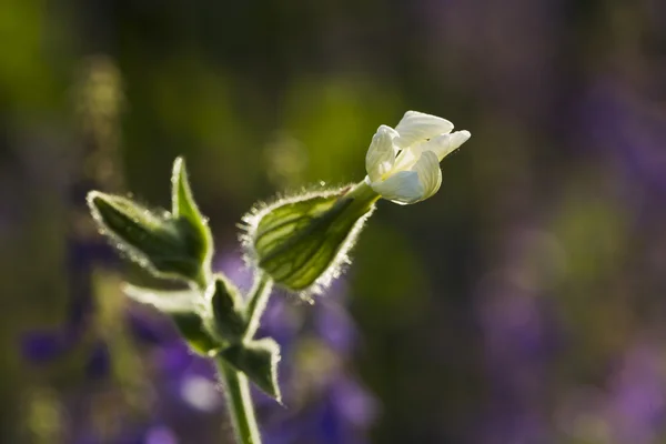 Flor silvestre Silene dioica (Melandrium dioicum) Blanco — Foto de Stock