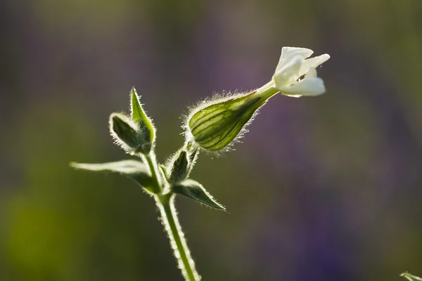 Flor silvestre Silene dioica (Melandrium dioicum) Blanco — Foto de Stock