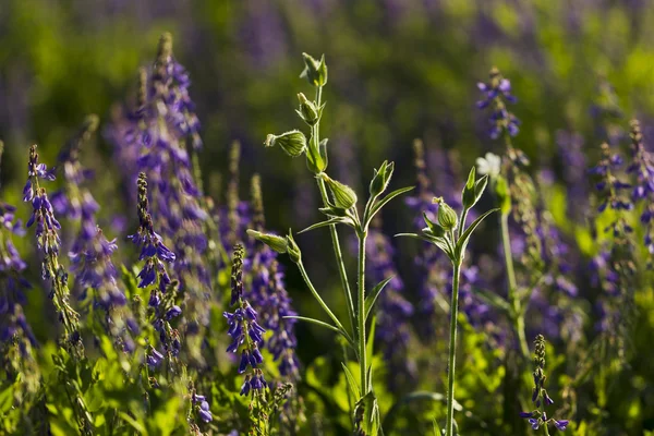 Kır çiçeği Silene dioica (Melandrium dioicum) beyaz