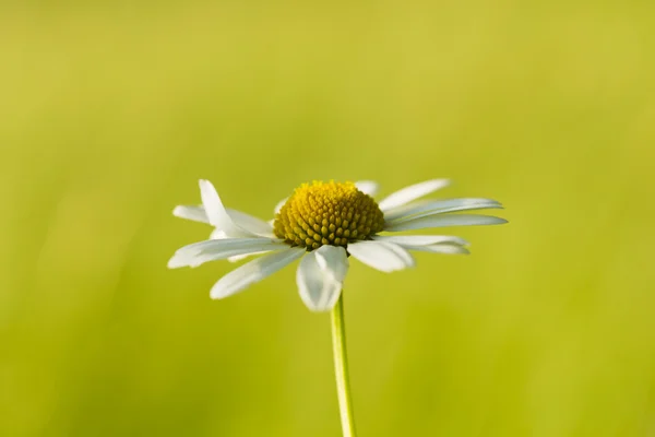 Wildflowers kamomill på en bakgrund av gräs — Stockfoto