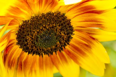 Çiçek tohumları, makro