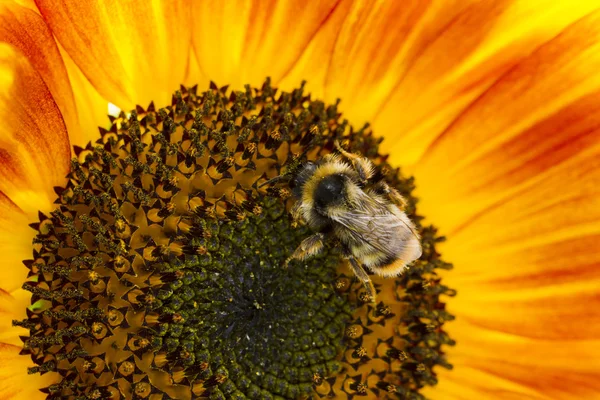 Джмель на квітці соняшника — стокове фото