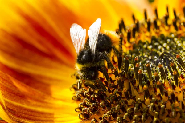 Bumblebee su un fiore di un girasole Foto Stock Royalty Free