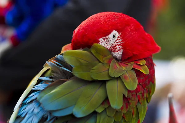 Rasa papuga Ara — Zdjęcie stockowe