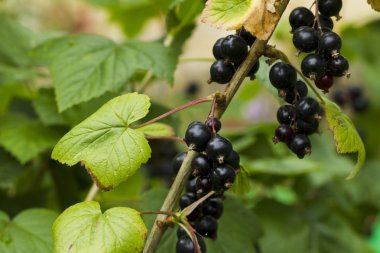 Yağmur damlaları ile Siyah frenk üzümü meyveler