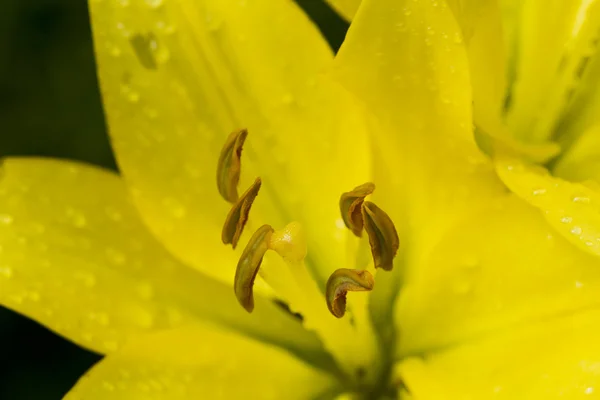 Gele lelie bloem met regendruppels — Stockfoto
