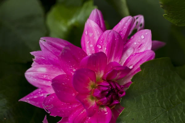 Pink dahlia with rain drops — Stock Photo, Image