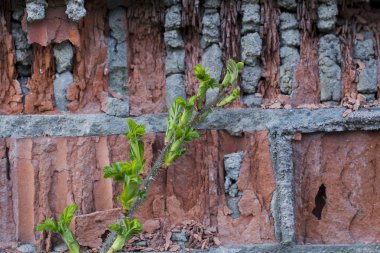 Genç yeşil yaprakları